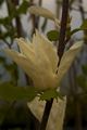 Magnolia brooklynensis Elizabeth-3 Magnolia brooklińska